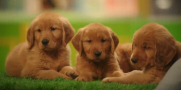T-Mobile "Puppies" - Directors Walt Becker and Brian Klugman - Palmer Productions T-Mobile "Puppies" - Directors Walt Becker and Brian Klugman - Palmer Productions